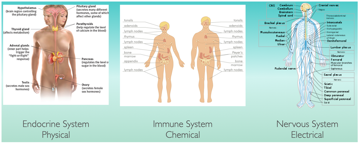 the human body intelligence for spiritual awakening soul healing tribe