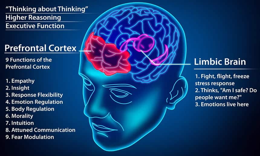 Limbic System Healing at soul healing tribe