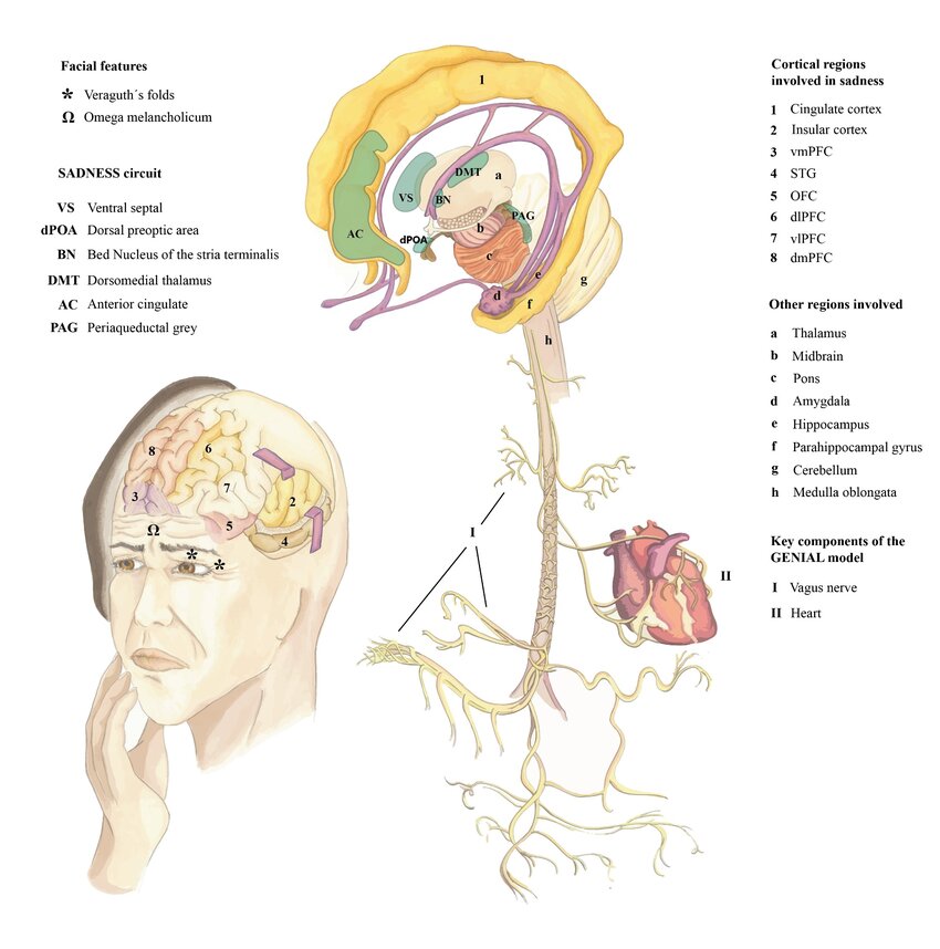 neurobiology neuroscience and hypnotherapy for reprogramming your mind and transform